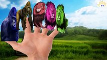 Finger Family Colors Gorilla Lion Cartoon | Gorilla Animals Finger Family Nursery Rhymes Collection