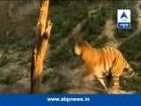 Gwalior: Tiger chased by drunk man
