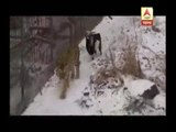 Tiger and goat become friends in Russian zoo