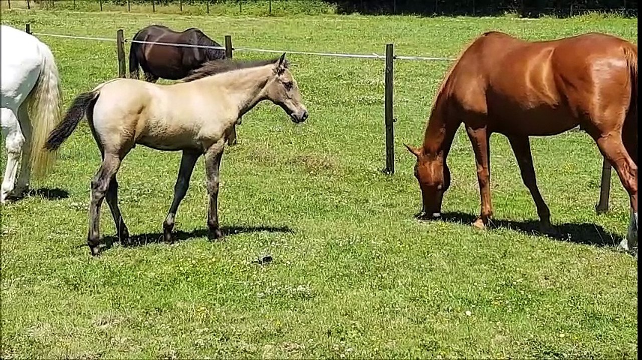 Géricault RL, poulain lusitanien OC, Ecurie Richard LLEDO