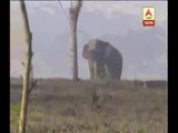 Again Elephant ransacked and smashed several houses at Rajgunge area near Siliguri