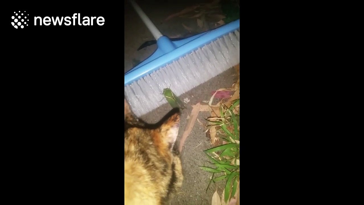 Man imitates David Attenborough to mock his cat's behaviour