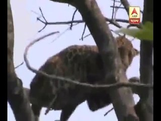 Forest officials trap a Leopard which entered village in Bengal
