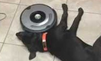 Un chien bien trop fatigué pour bouger pendant que le robot aspirateur fait son boulot !