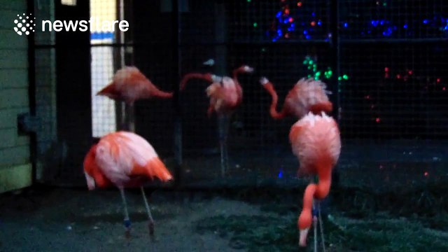 Pink flamingos fight at US zoo