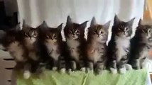 Guardate come vanno a tempo di musica questi gattini!