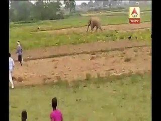 An old man died by elephant's attack at Malbazar