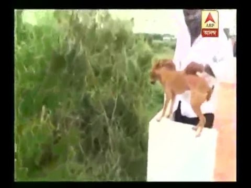 Horrifying video: Man throws dog from rooftop, clip goes viral; case registered in Chennai