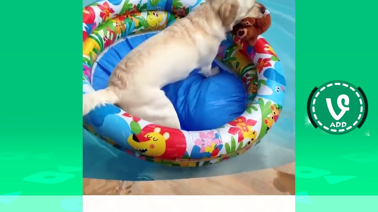 Try Not To Laugh Or Grin While Watching Cute Animal Pet Vines Compilation 2016 !!