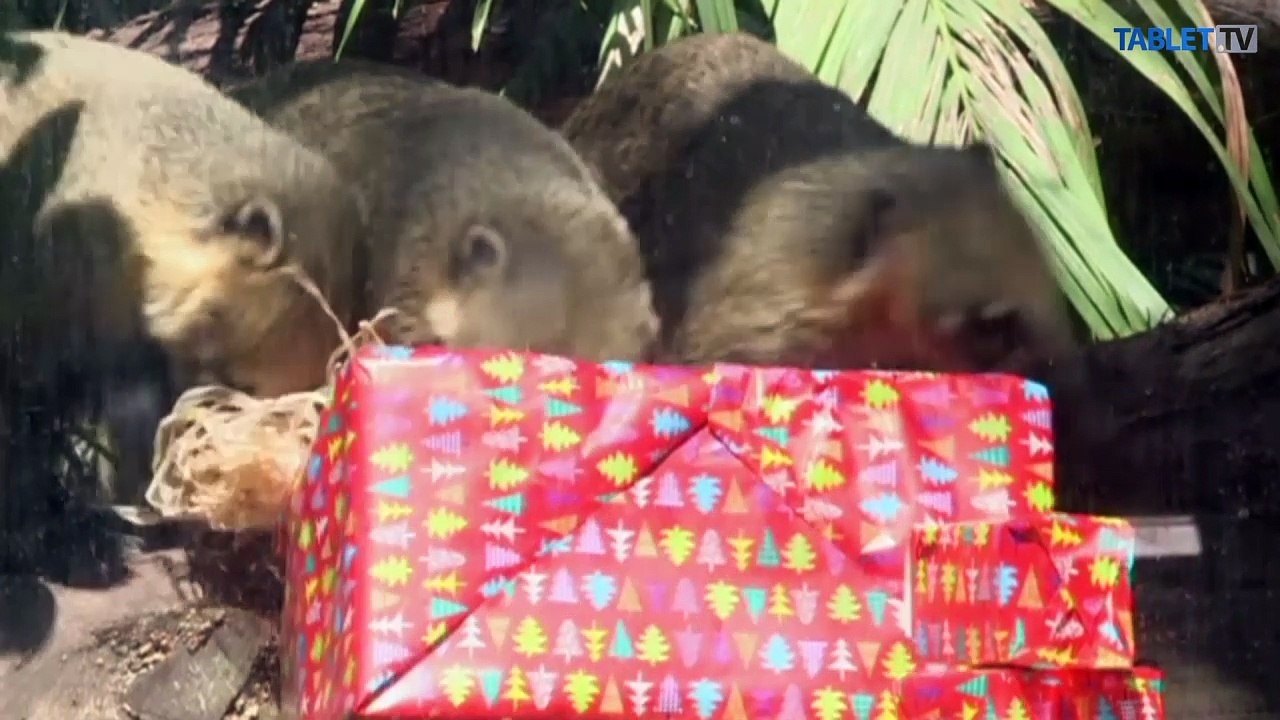 Vianoce v austrálskej ZOO