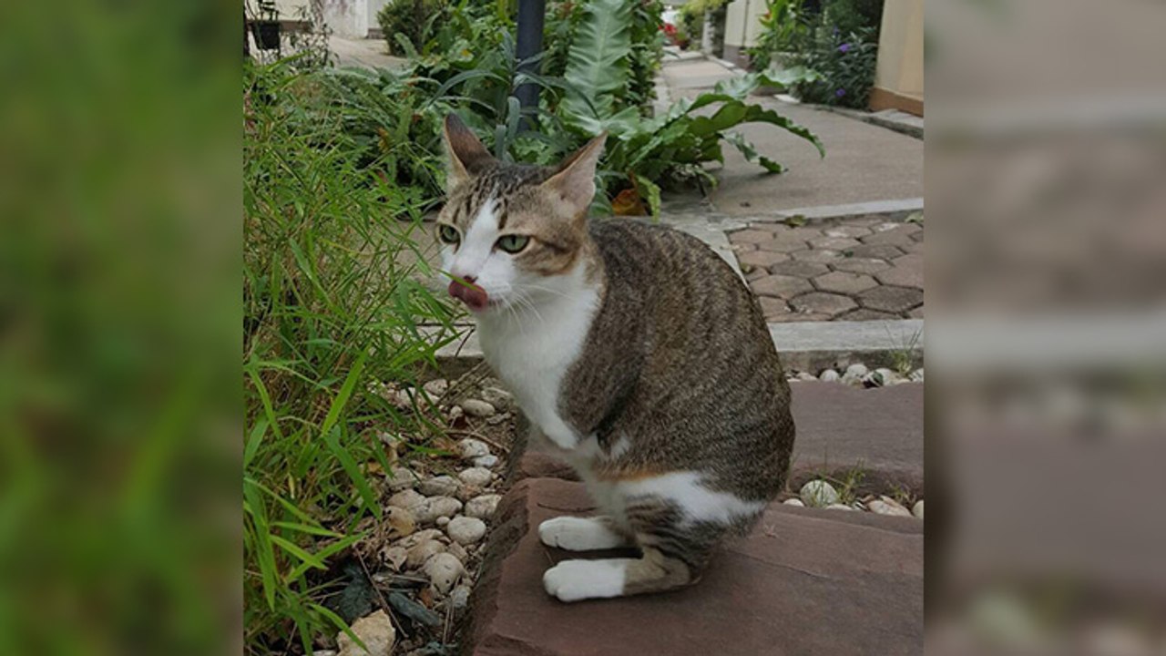 Un chat amputé continue de vivre avec deux pattes