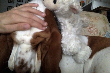 Chien blasé, bonjour les amis 🐶