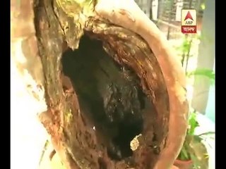 Dengue Mosquito larvae found in South Point School premises,