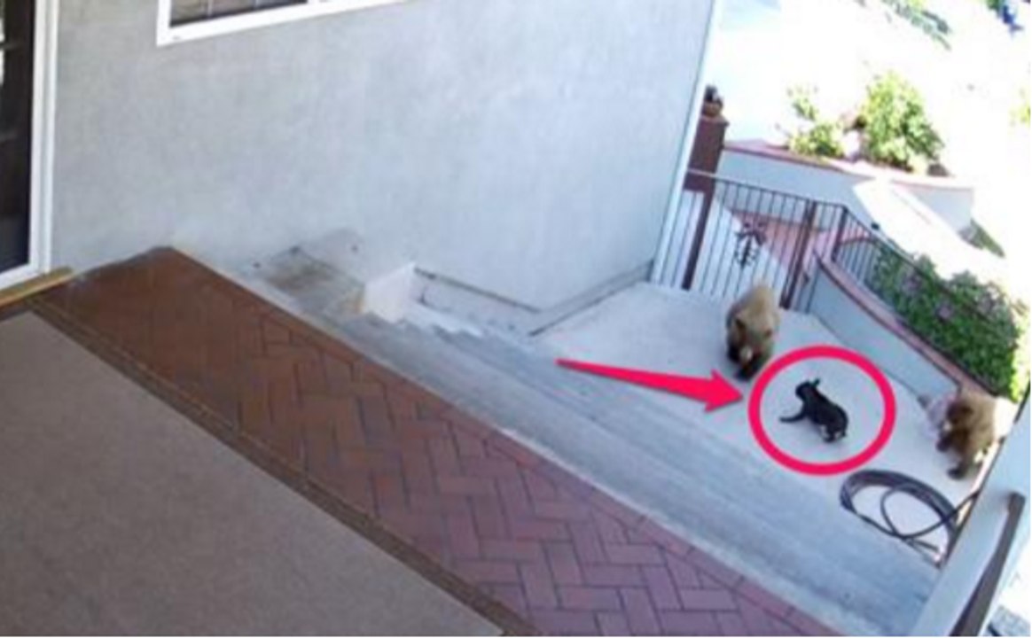 Brave Puppy Chases Off Big Bear, and the Result Couldn’t Be More Hilarious