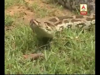 Python recovered from a factory side at Durgapur