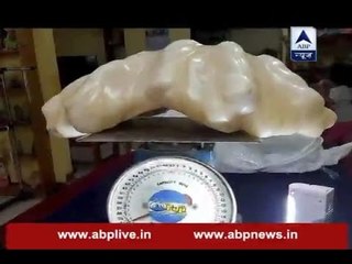 World's biggest pearl, a 34kg gem, comes out from under a fisherman's bed