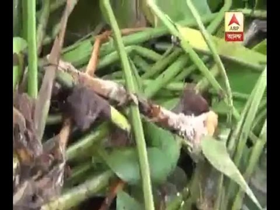Skeleton recovered from a Puddle at Howrah