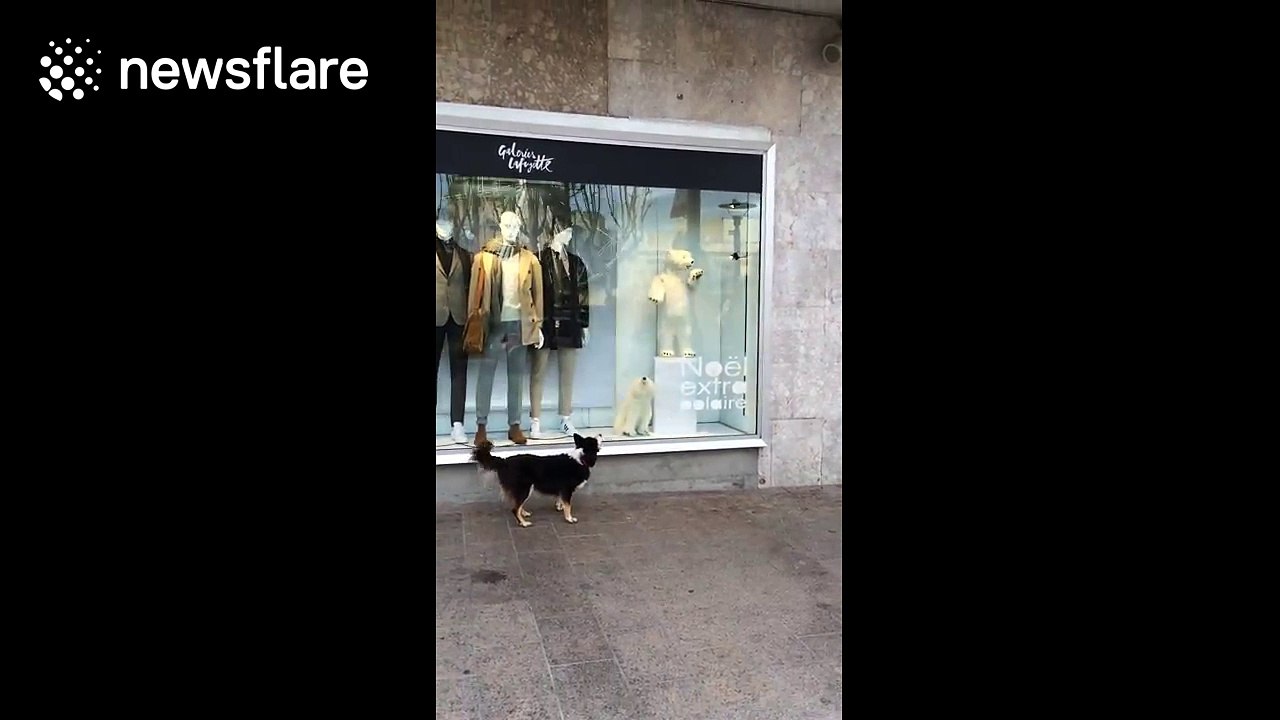 Dog confused and excited by polar bear display in shop window