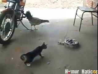 Funny Cat React When Snak Come