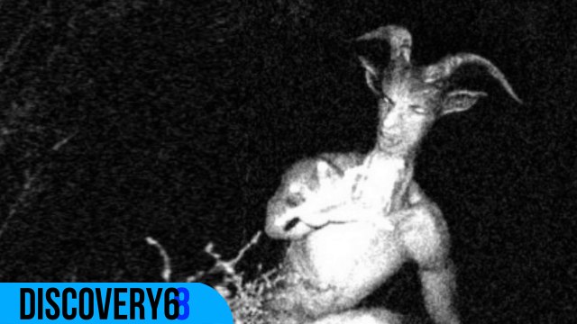 Top 10 Strangest Unidentified Creatures Ever Found - DISCOVERY68 #2