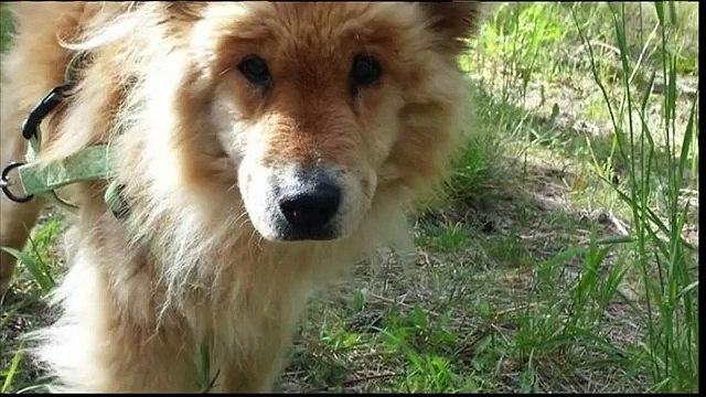 Il retrouve sa chienne un mois après l'avoir perdu, sa réaction en la voyant est bouleversante