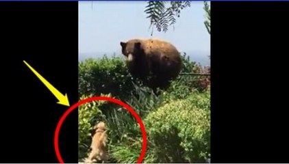 Brave Puppy Chases Off Big Bear, and the Result Couldn’t Be More (Part 2)