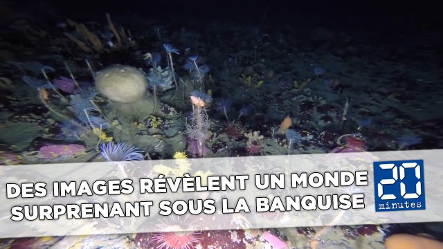 Des images sous-marines révèlent un monde surprenant sous la banquise