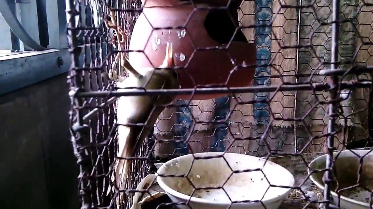 Bird jumping