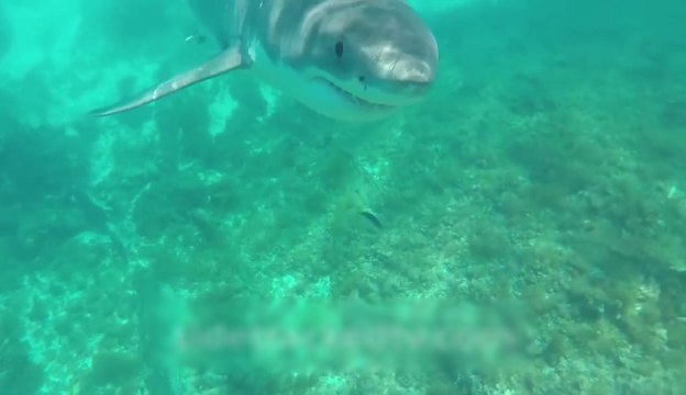 Il se fait bousculer par un requin en Australie