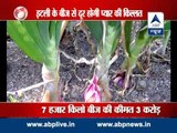 Special onion seeds imported from Italy to improve cultivation