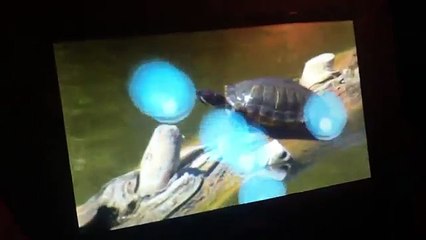 Penguins at animal atlas (Part 2)