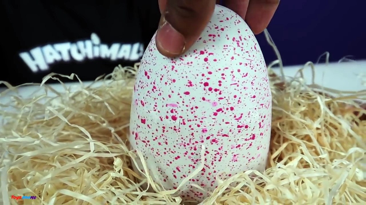 NEW HATCHIMALS MAGICAL SURPRISE EGG OPENING! Kids Toy Review | Toys AndMe