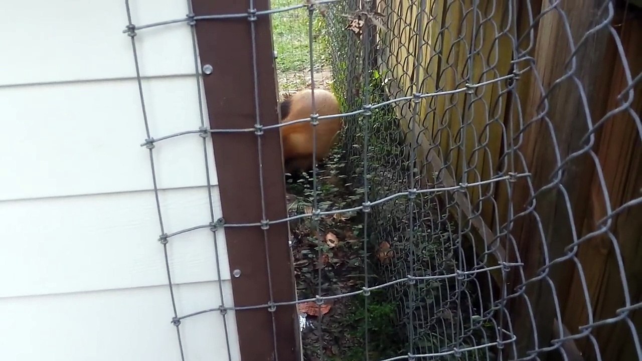 You can't tell a fox he can't