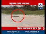 Crocodile crawling on roads of Vadodara, Gujarat
