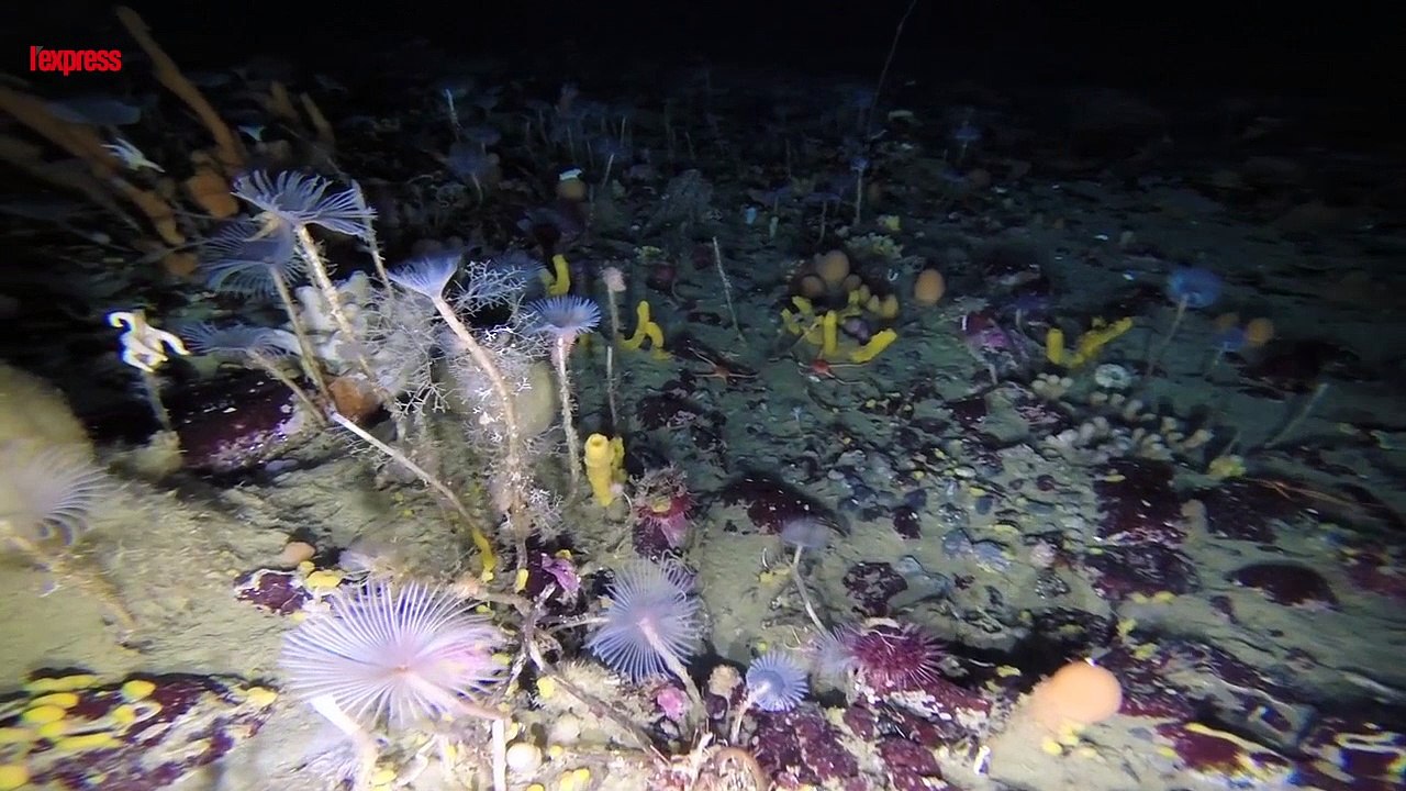 Antarctique: une étonnante vie sous-marine cachée sous la banquise