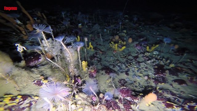 Antarctique: une étonnante vie sous-marine cachée sous la banquise