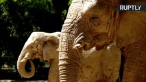 Elephants File Lawsuit Against Argentine Zoo For Animal Cruelty