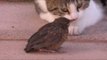Gentle Cat Just Wants to Play With This Bird