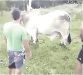 A Man Fight A Ox