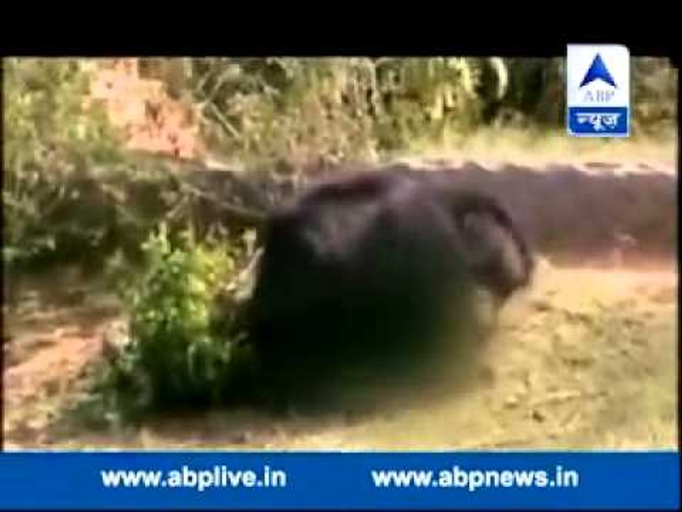 Horrifying video l Bear mauls forest guard to death