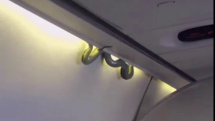 ” الثعبان الأخضر ” يثير الهلع في سماء المكسيك