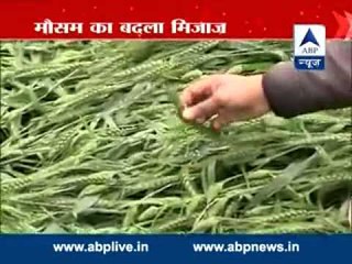 Rain changes weather in Punajb I affects agriculture