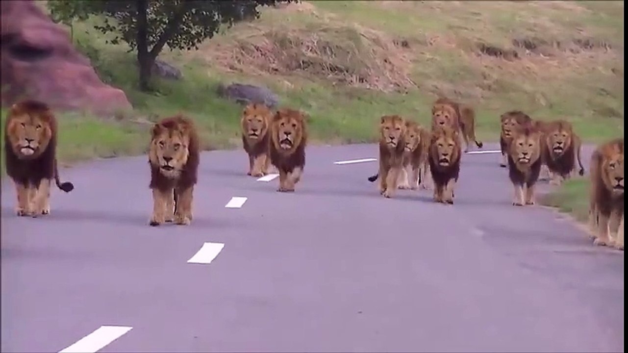 15+ Male Lions Are On Their Way To Visit the City?