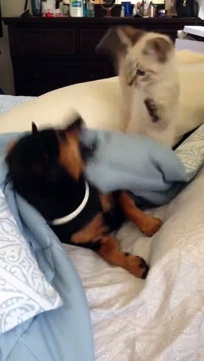 The Paw Slapper