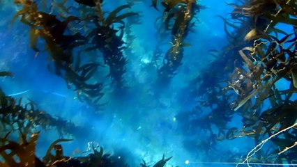 Take a dive with a marine biologist working to restore our ecosystem