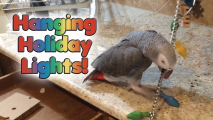 Einstein Parrot works hard to install Holiday lights