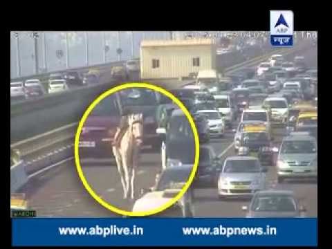 MUST WATCH: Payal, a mare roamed around freely on the busy streets of Mumbai
