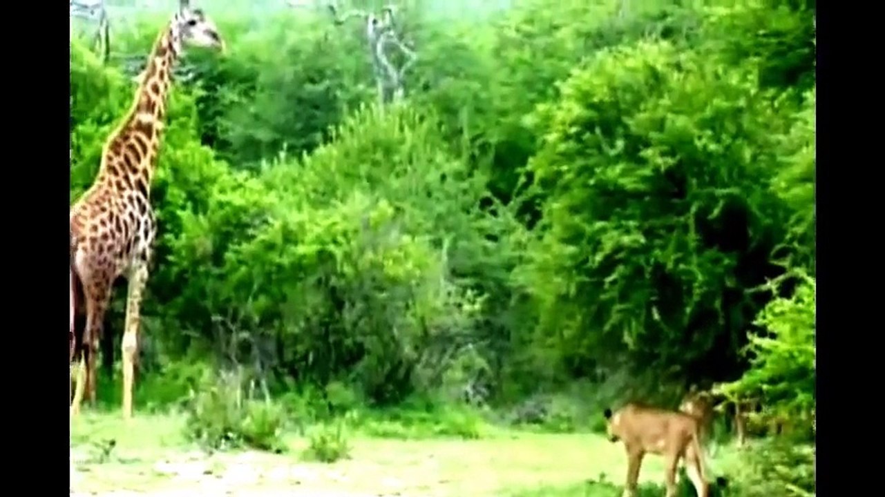 Documentários em portugues׃ National Geographic - Ataque Animal- Leões