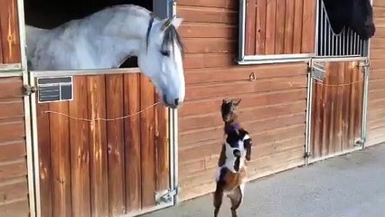 Baby goat tries to head-butt adult horse