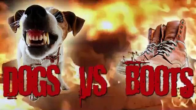 Hilarious Dog In Shoes Tries To Run 2017